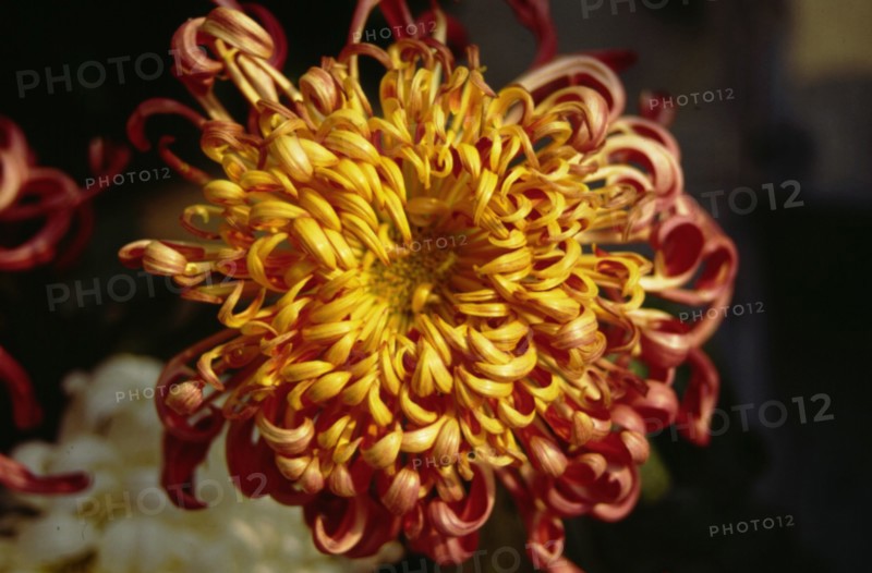 Chrysanthemum, Flower