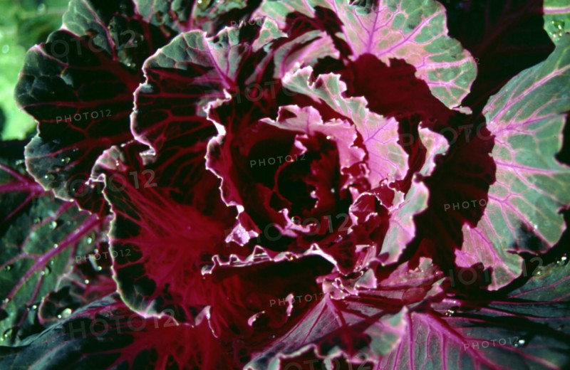 Fleur