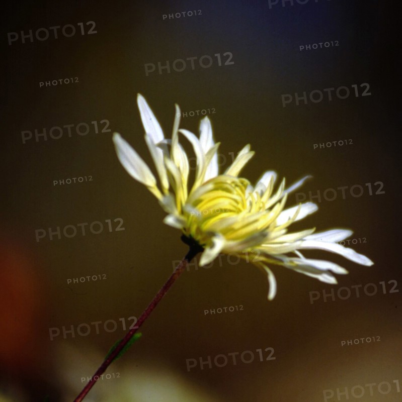 Chrysanthème
