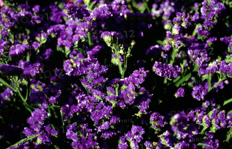 Myosotis sylvatica