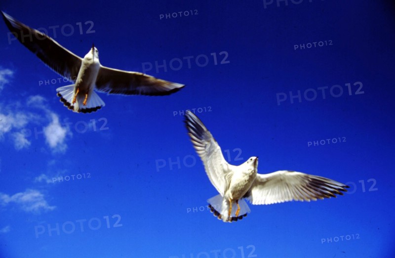 Mouettes à bec rouge
