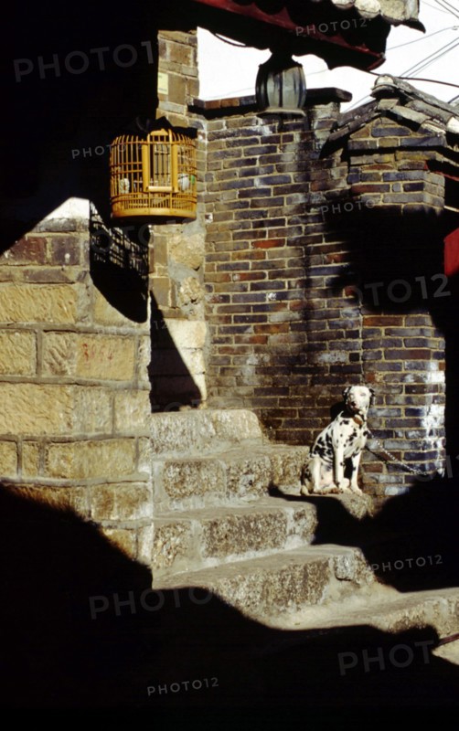Chien et cage à oiseaux devant une maison, vieille ville de Lijiang