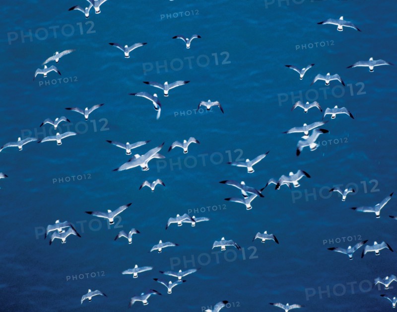 Mouettes survolant la mer,  Chine