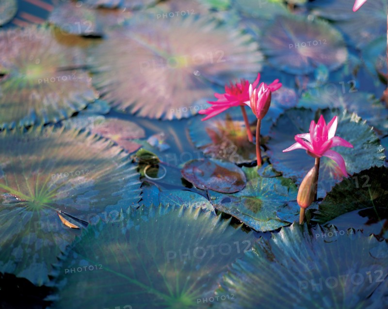 Fleur de lotus, Chine