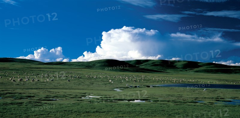 Grassland of Hebei Province, China
