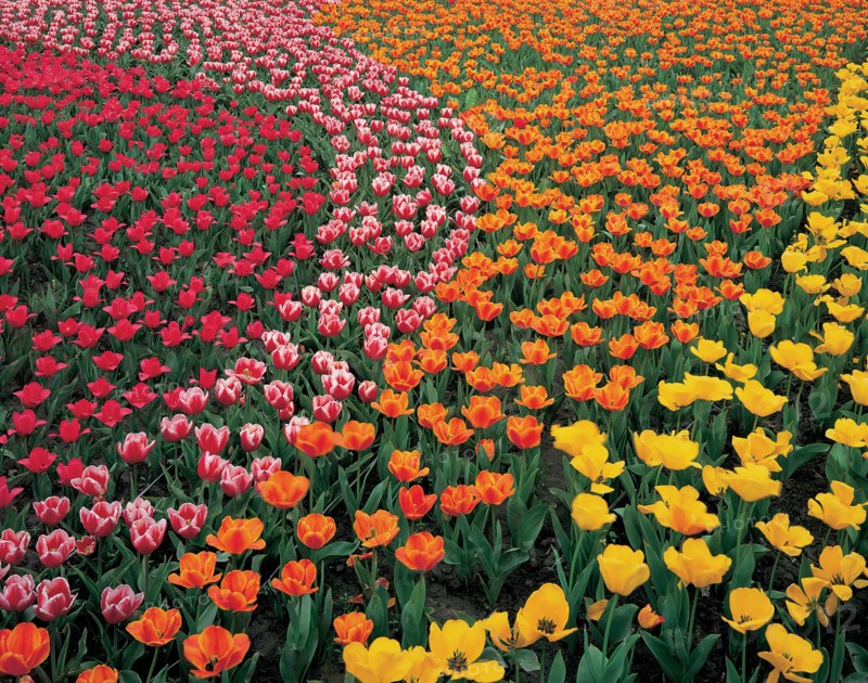 Parterre fleuri, Chine