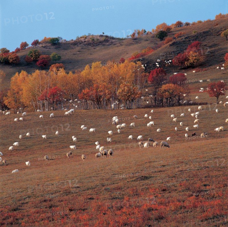 Troupeau de mouttons, province du Hebei, Chine