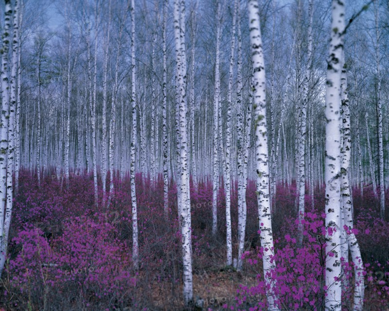 Birch woods, Inner Mongolia, Great Xingan Mountains China