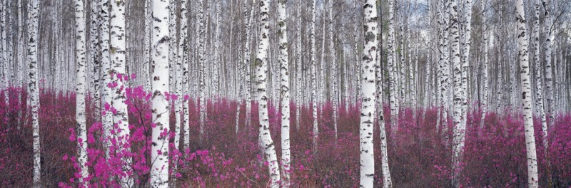 Forêt de bouleaux, comté de l'Elunchun, Chine