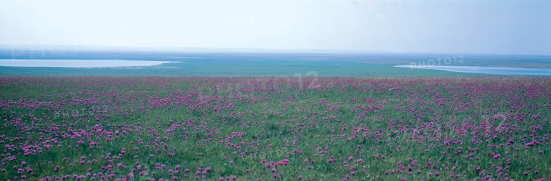 Prairie Hulun Buir, Mongolie Intérieure, Chine