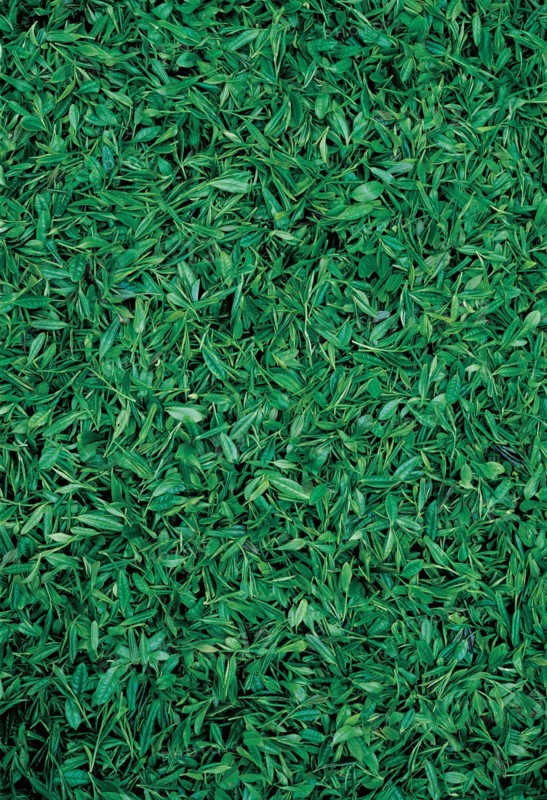 Tea leaves, Hangzhou, Longjing, China