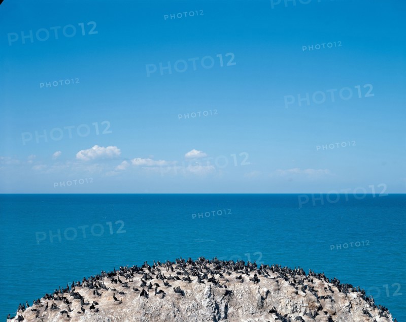 Ilot aux oiseaux , lac Qinghai, province du Qinghai, Chine