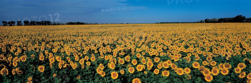 Champ de Tournesol, Chine