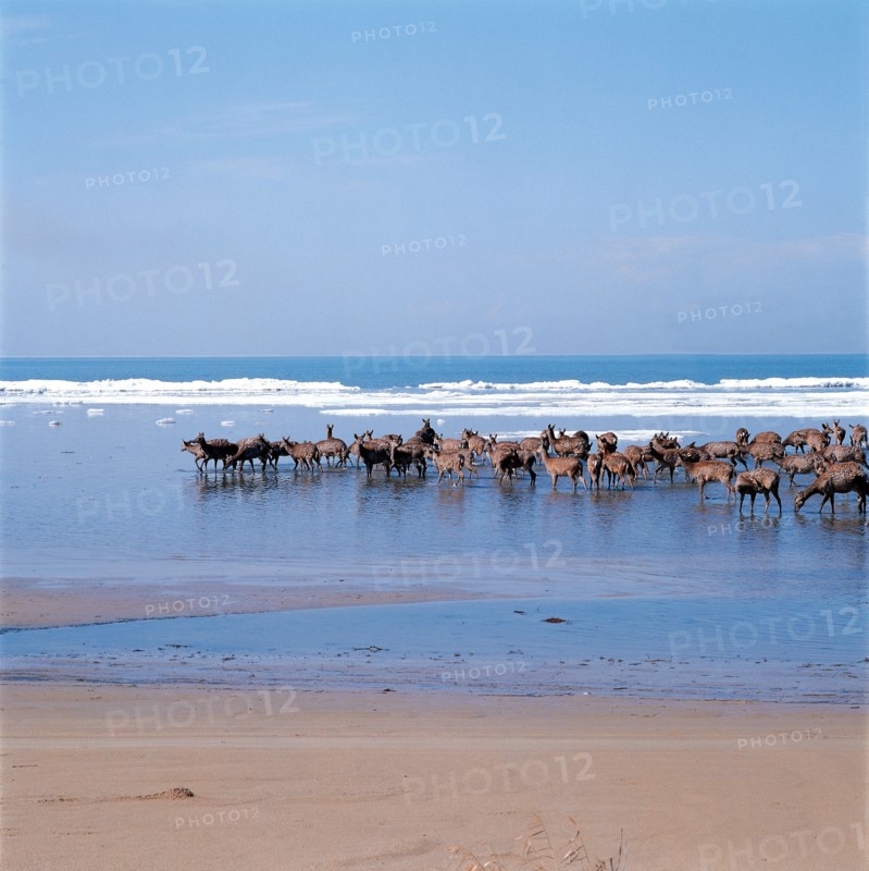 Troupeau de cerfs, nord-est de la Chine