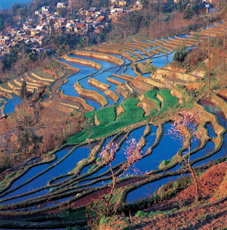 Cultures en terrasse à Yuanyang, province du Yunnan, Chine