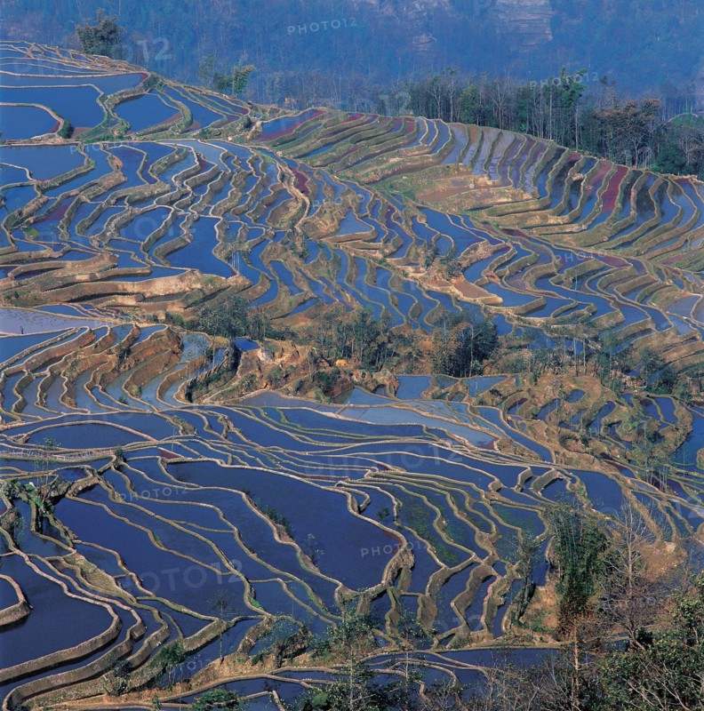 Cultures en terrasse à Yuanyang, province du Yunnan, Chine