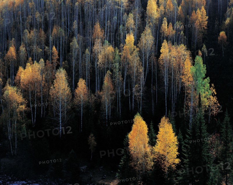 Forest landscape, Xinjiang Province, China