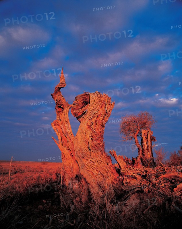 Peupliers, Province du Xinjiang, Chine