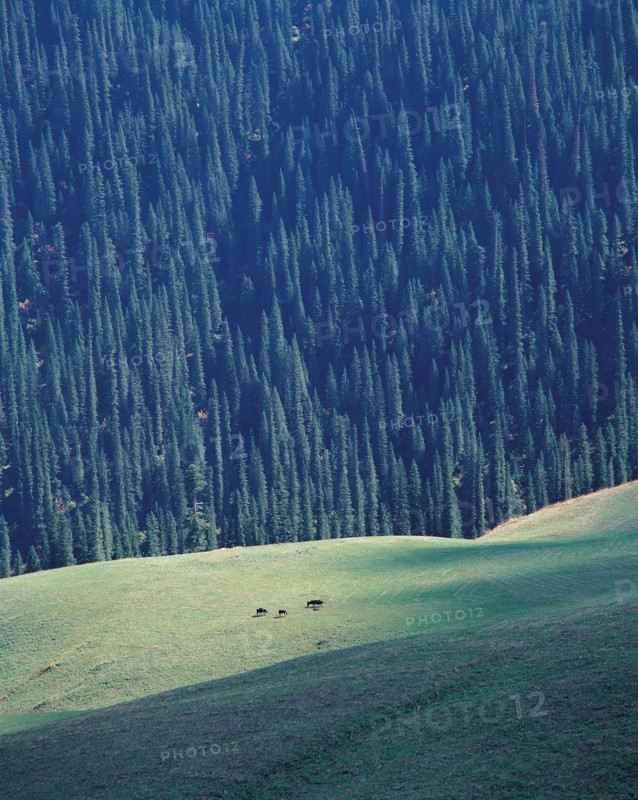 Prairie de Nalati, province du Xinjiang, Chine