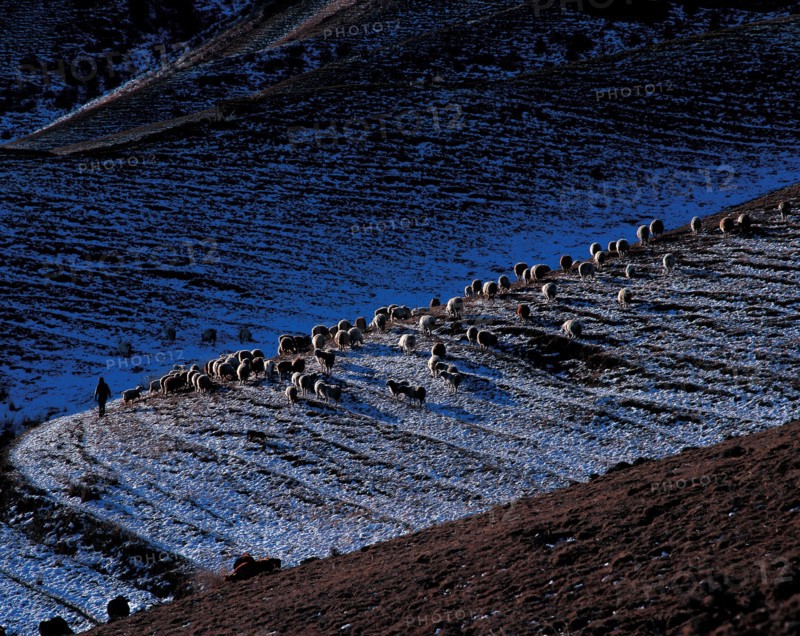 Prairie Nalati, province du Xinjiang, Chine