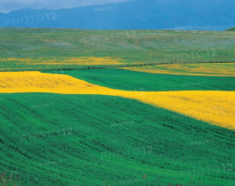 Champs de navette, Xinjiang Province, Chine