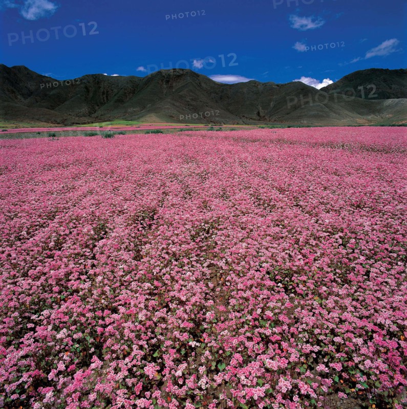 Xigaze, Tibet, Chine