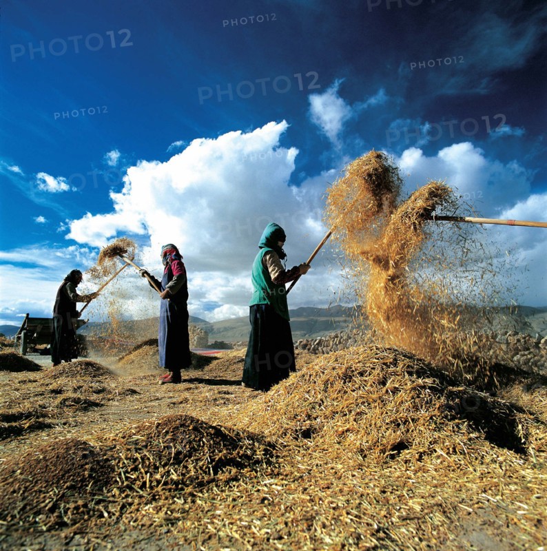 Battage du foin, Pali, Tibet, Chine