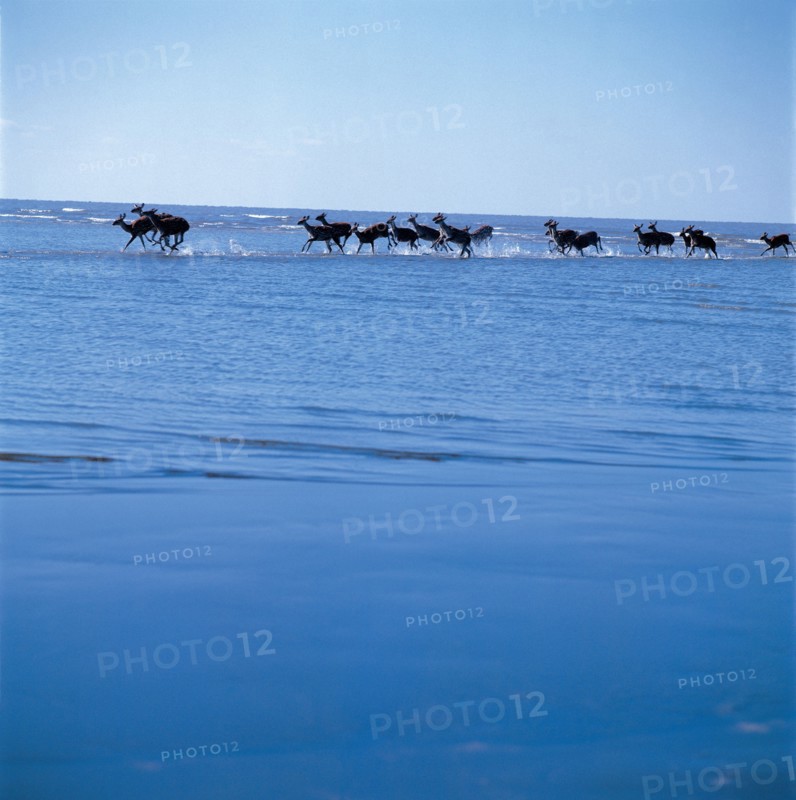 Troupeau de cerfs, Chine