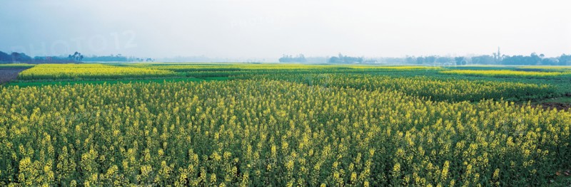 Prairie, province du Sichuan, Chine