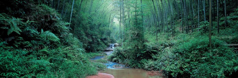 Mer de bambou,  province du Sichuan, Chine