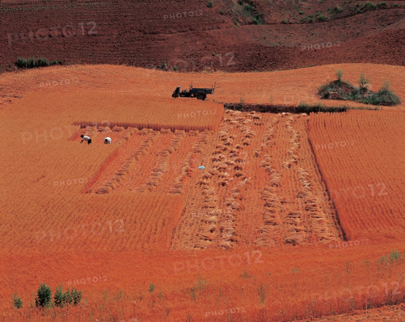Moisson, Chine