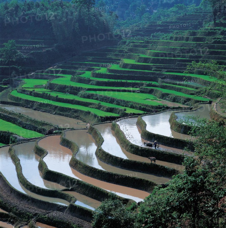 Terrace Yuanyang, province du Yunnan, Chine