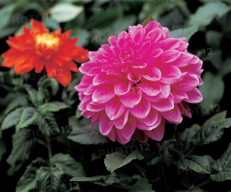Dahlias, Chine