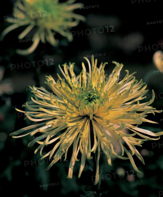 Chrysanthème, Chine