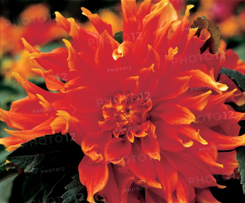 Chrysanthème, Chine