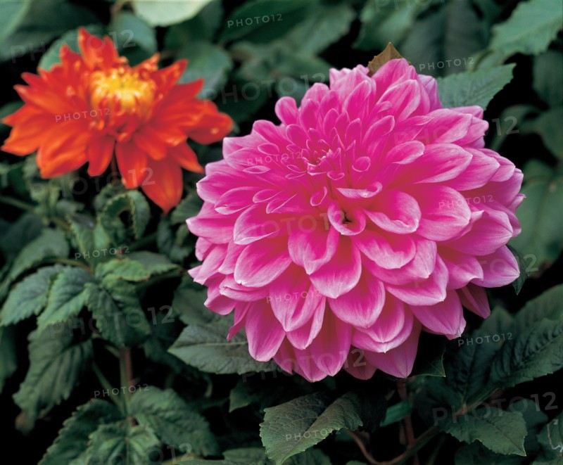 Pivoine, Chine