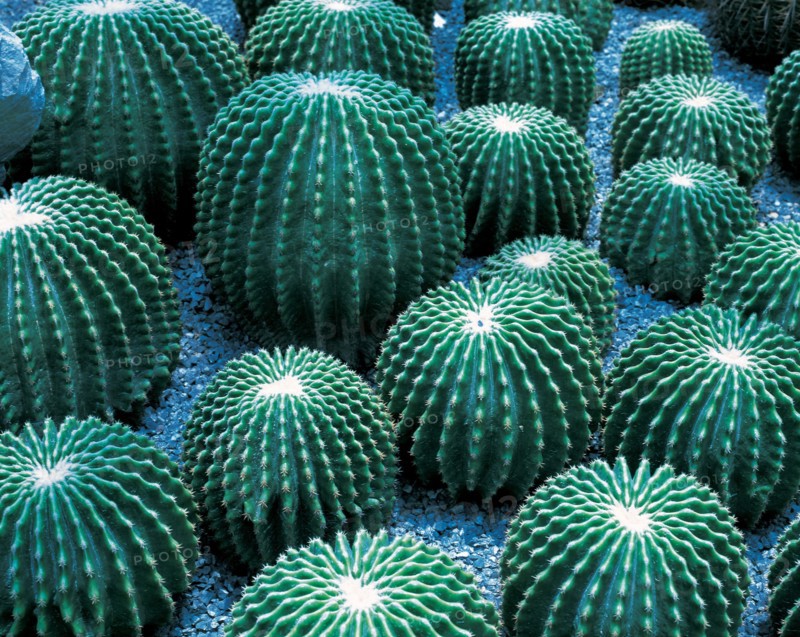 Cactus, Chine