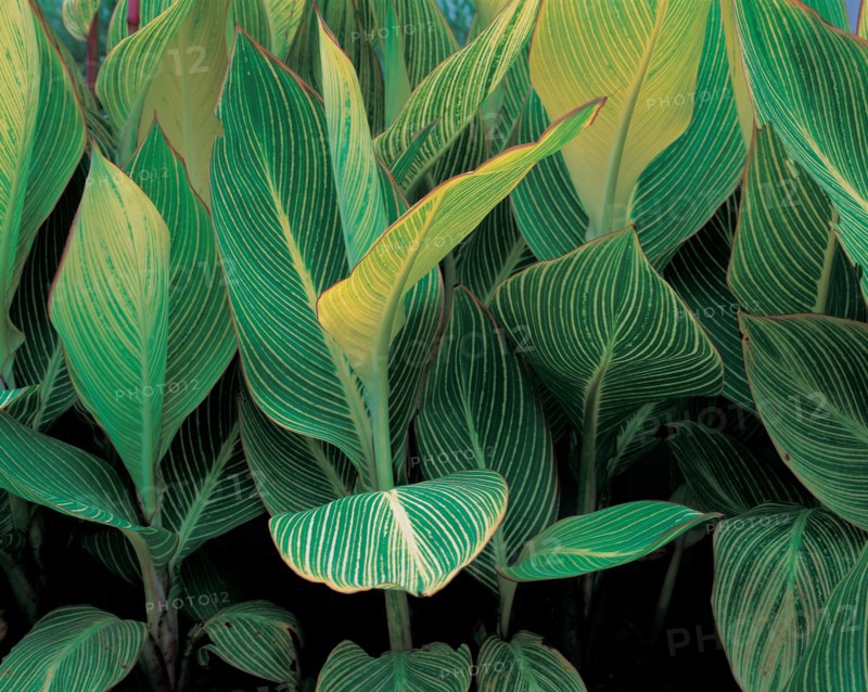 Plante tropicale, Chine