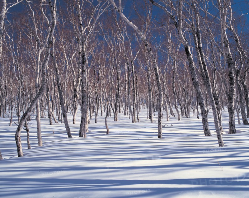 Arbres morts enneigés, Chine