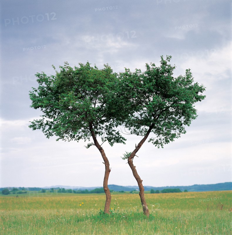 Trees in meadow, China