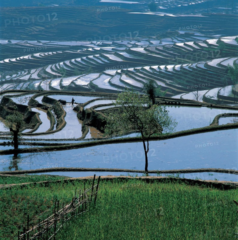 Rizières, Chine