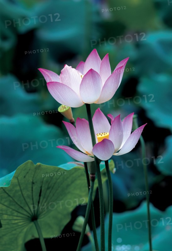 Fleurs, Chine