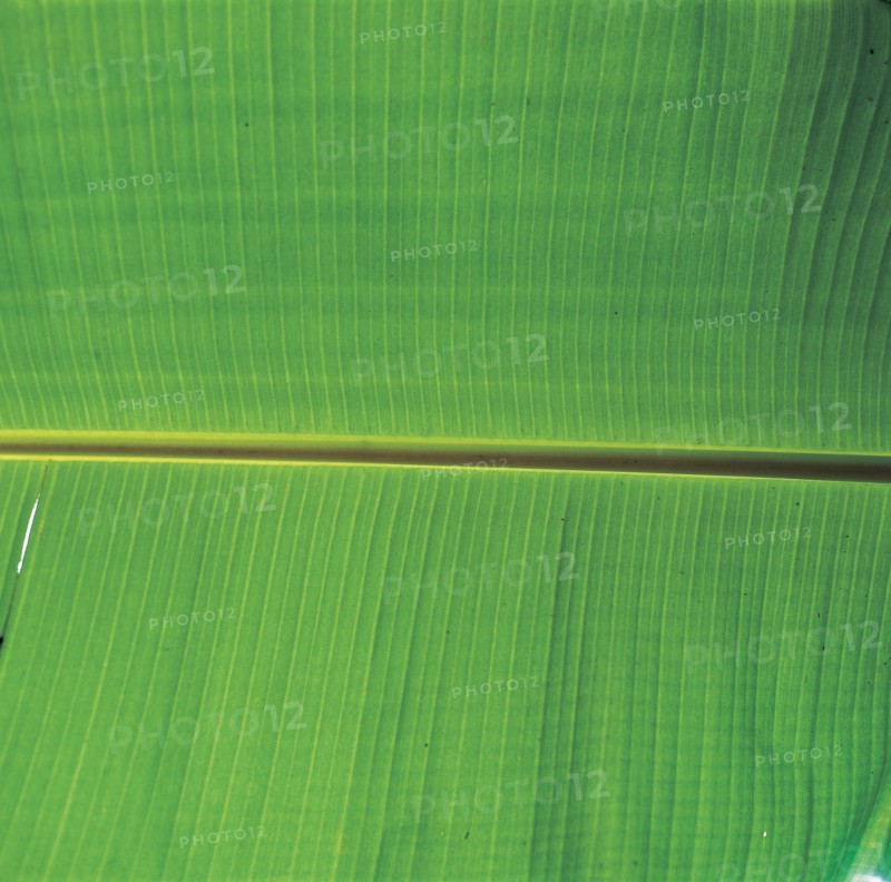 Détail d'une feuille, Chine