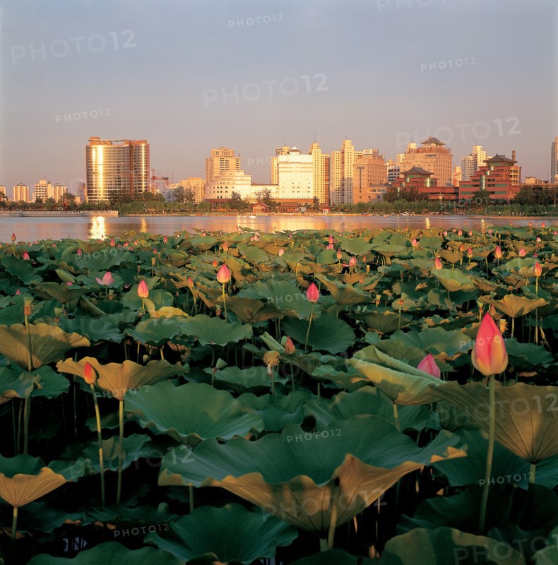Etang de lotus, Pékin, Chine