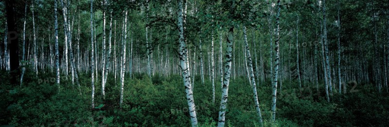 Forêt de bouleaux dans la municipalité de Elunchun, Chine