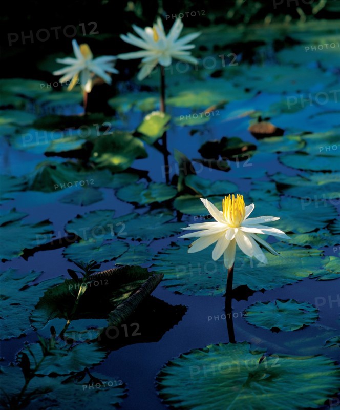 Lotus, China