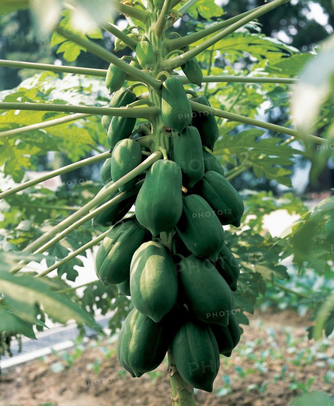Pawpaw, China