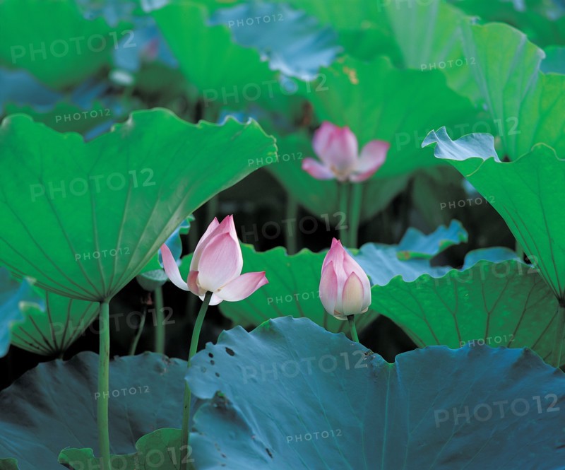 Lotus, Chine