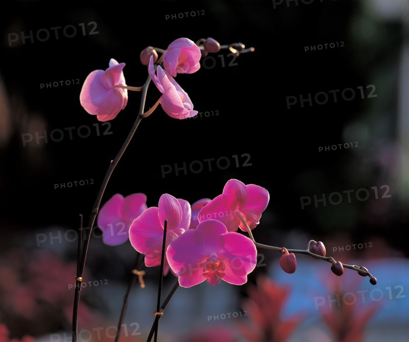 Orchidée, Chine