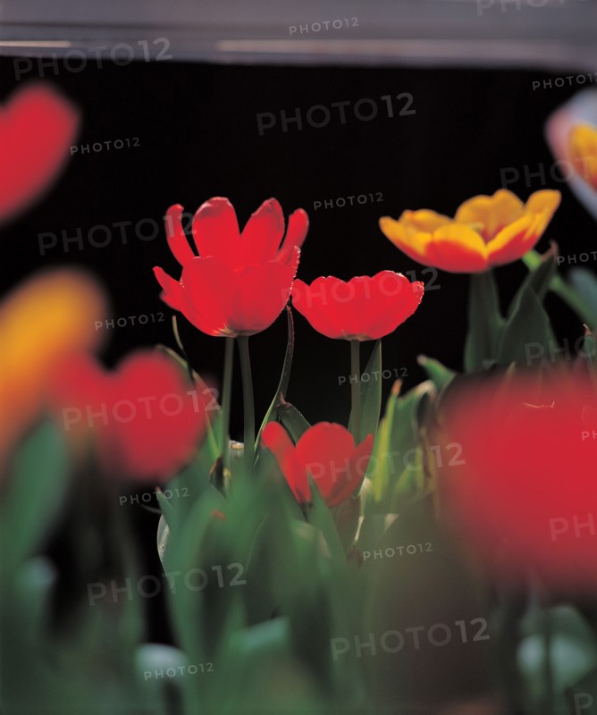 Fleurs, Chine